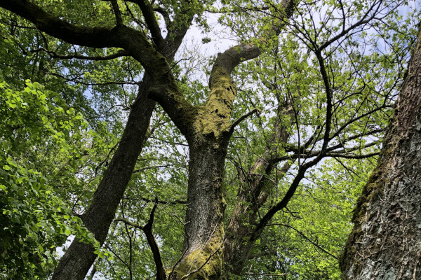 Arbres de la Tourbière des Dauges © Nicolas Macaire / LPO